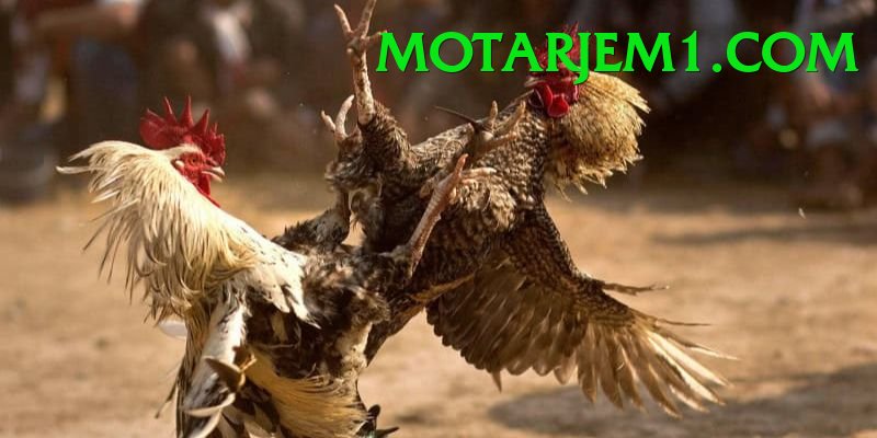 Đá Gà Trực Tiếp - ng18